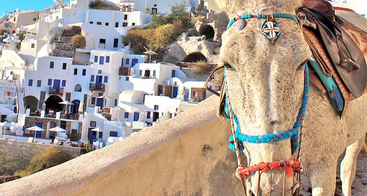 D'Athènes à Santorin - Intrepid Travel 4