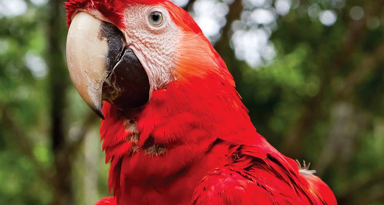 Piste Inca et aventure en Amazonie (16 destinations) - Intrepid Travel 1