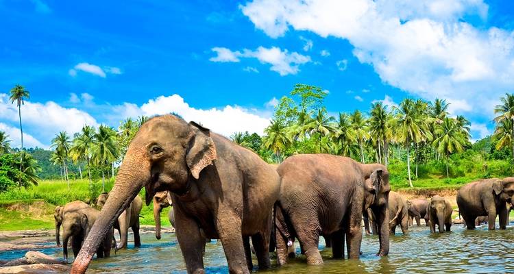 Colombo, Grottes et Kandy - 8 jours - On The Go Tours 8