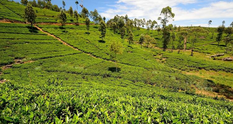 Colombo, Grottes et Kandy - 8 jours - On The Go Tours 3