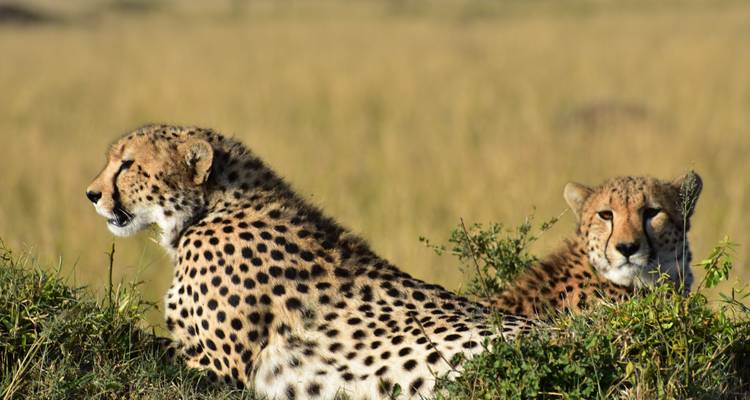 Twee cheeta's die rusten op gras met een gouden savanne-achtergrond.