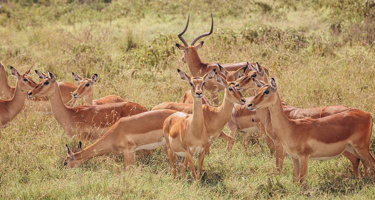Safari de la vida silvestre en Kenia - Intrepid Travel 9