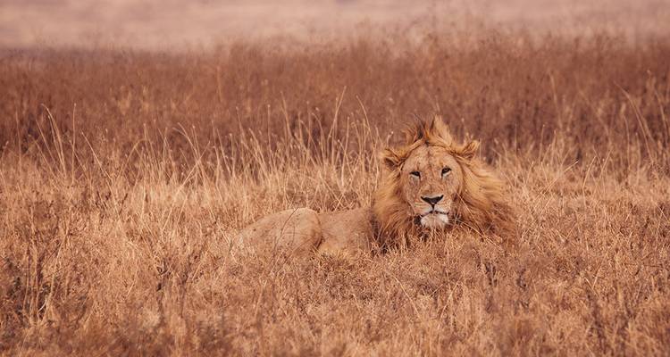 Ruta del Serengeti (8 destinations) - Intrepid Travel 7