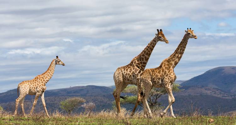 Ruta del Serengeti (8 destinations) - Intrepid Travel 2