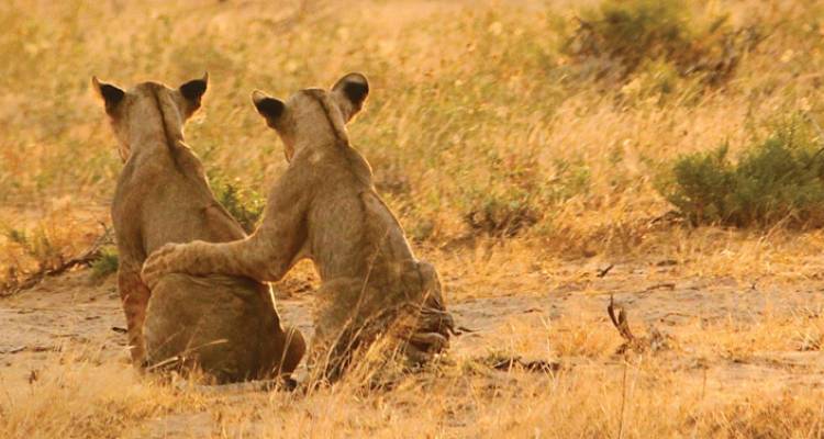 serengeti