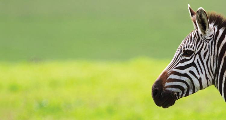 Tanzania Family Safari - Intrepid Travel 2