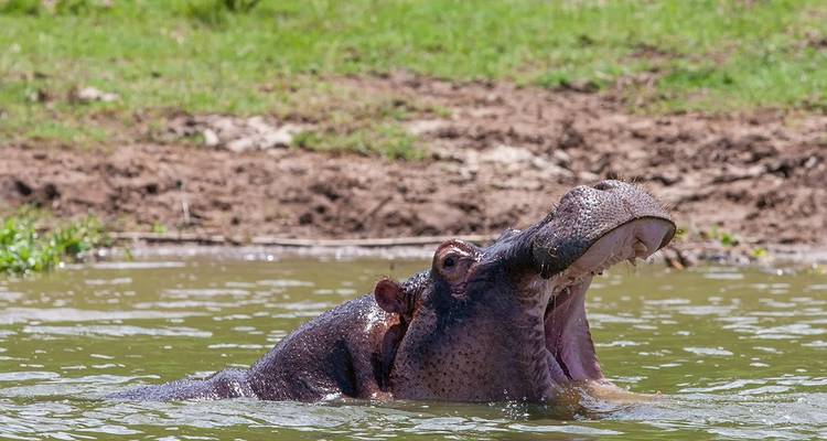 Gorillas & Game Parks - Intrepid Travel 7