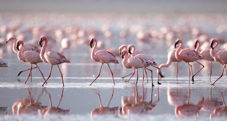 Gorilles et parcs animaliers - Intrepid Travel 10