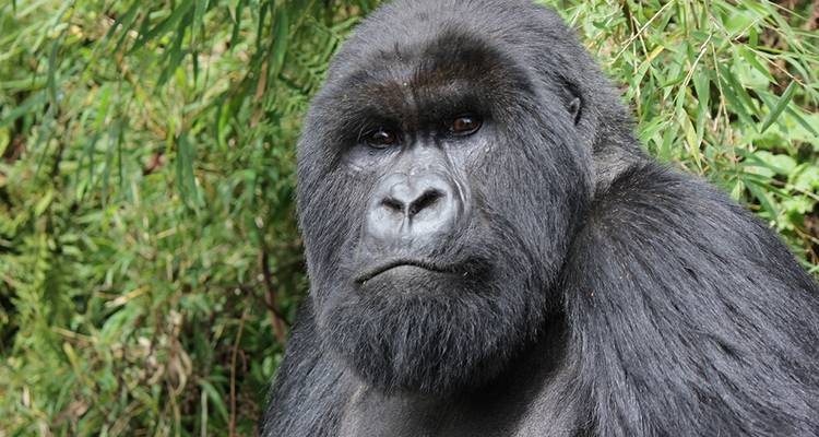 Gorilles, parcs animaliers et plages - Intrepid Travel 4