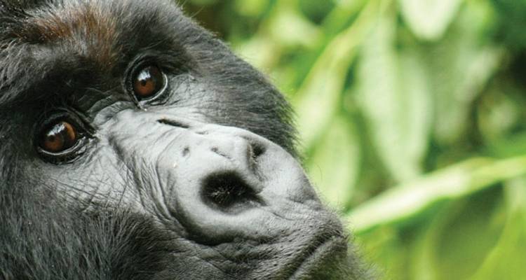 Close-up van het gezicht van een gorilla in het bos.