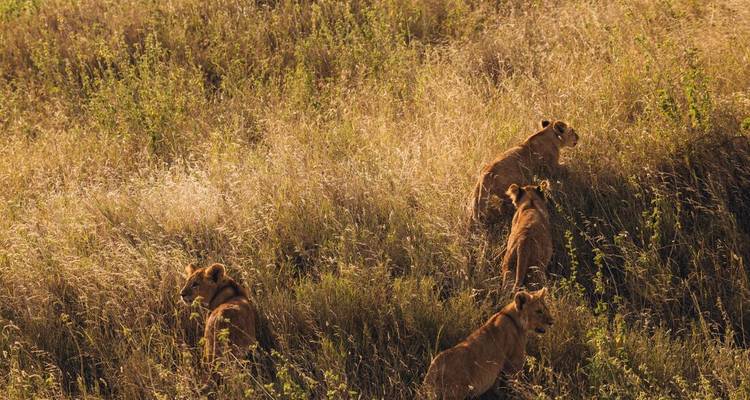 Vier leeuwen die door het gras lopen.