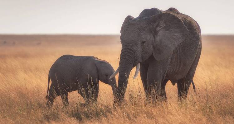 Madre elefante y cría caminando en la sabana.