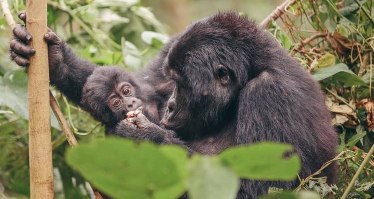 Madre gorila sosteniendo a un bebé en un entorno verde frondoso.