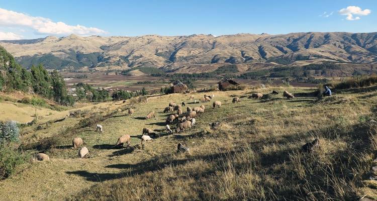 Moutons paissant dans une vallée avec des montagnes en arrière-plan.