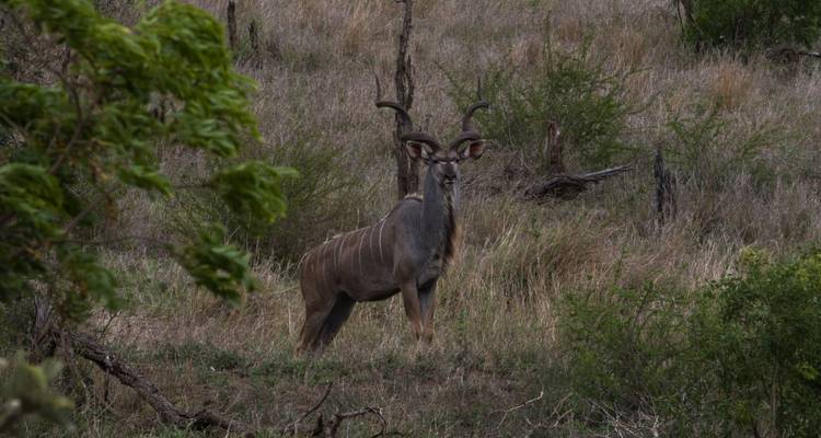 Kruger, costa y Cabo - Intrepid Travel 9