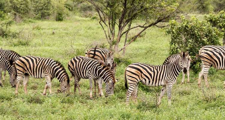 Kruger et côte (5 destinations) - Intrepid Travel 8