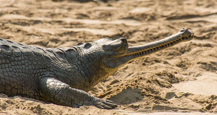 Un gharial de hocico largo descansa en la orilla arenosa de un río bajo la cálida luz del sol.