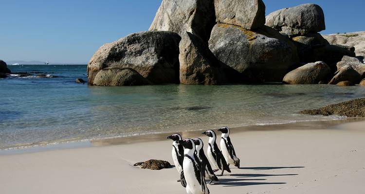 Pingüinos caminando por una playa con grandes rocas y olas en el fondo.