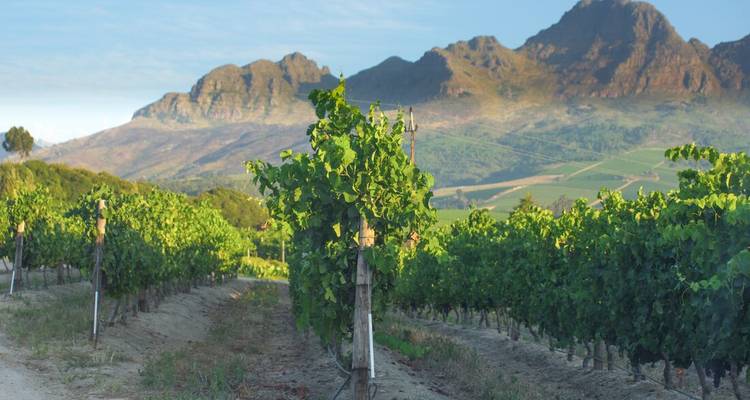 Viñedo con una cordillera de montañas de fondo.