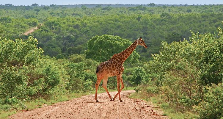 Campamento Kruger salvaje - Intrepid Travel 2