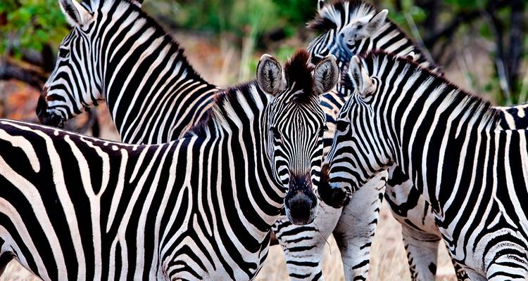 Campamento Kruger salvaje - Intrepid Travel 3