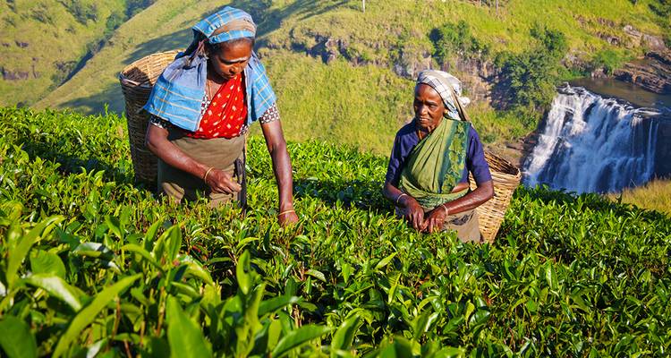 Le meilleur du Sri Lanka (24 destinations) - Intrepid Travel 8