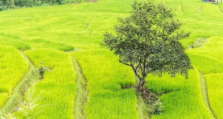 Temples, vélos et rafting en eaux vives à Chiang Mai - Intrepid Travel 9
