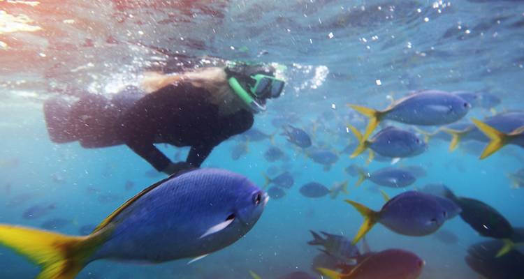 Esnorquelista rodeado de peces de arrecife coloridos en el agua azul cristalina de la Gran Barrera de Coral