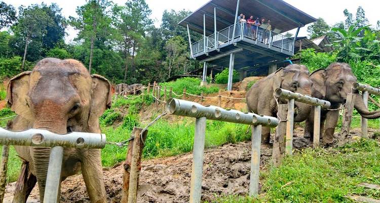 Chiang Mai & Elephant Experience - Intrepid Travel 6
