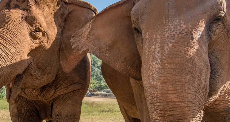 Chiang Mai & Elephant Experience - Intrepid Travel 8