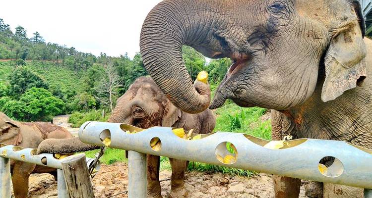 Chiang Mai & Elephant Experience - Intrepid Travel 7