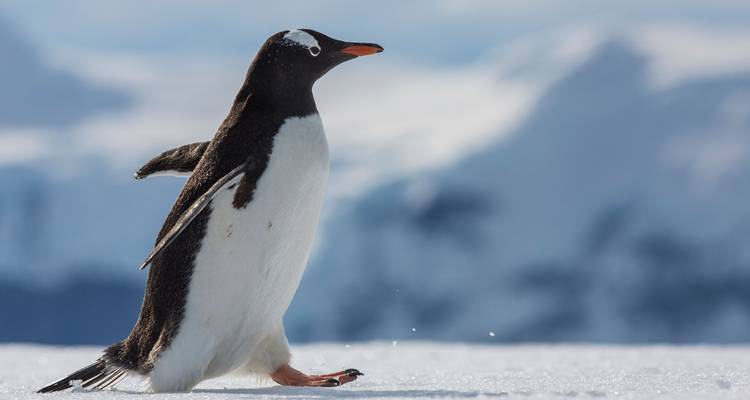 Falklands, South Georgia & Antarctica - G Adventures 2