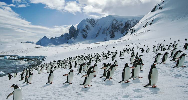 Des centaines de manchots Gentoo marchent sur une pente enneigée, avec en arrière-plan des pics dentelés