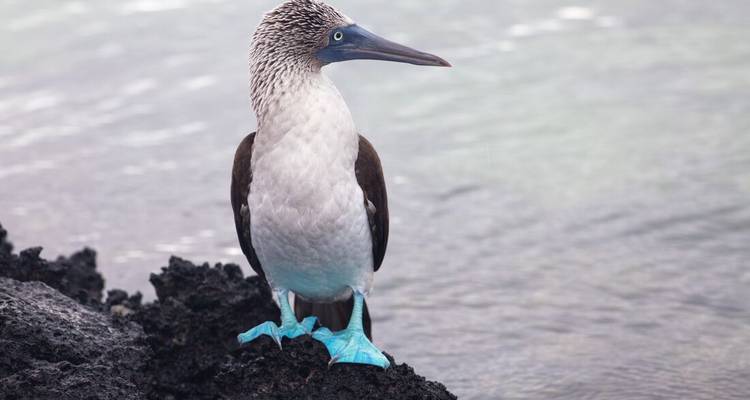 Fou aux pieds bleus se tenant sur une roche volcanique avec des pattes turquoise éclatant face à une mer calme.