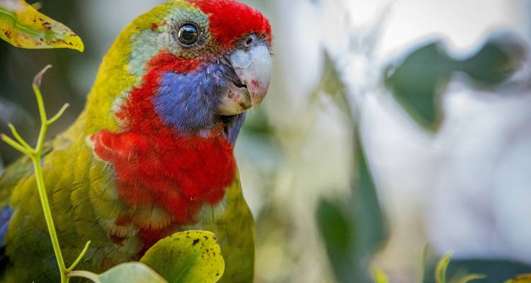 Great Ocean Road et Rainforest Walk 1 JOUR - Wildlife Tours Australia 10