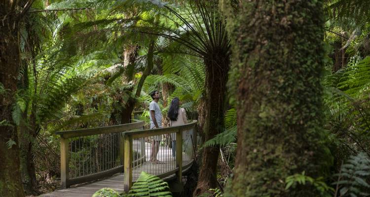Great Ocean Road and Rainforest Walk 1 DAY - Wildlife Tours Australia 6