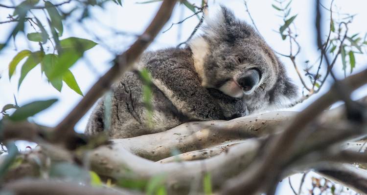 Great Ocean Road and Rainforest Walk 1 DAY - Wildlife Tours Australia 3