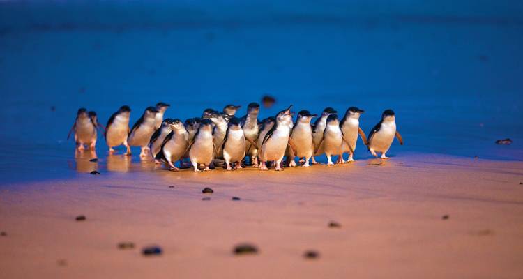Penguin Parade and Wildlife Tour 1 DAY - Wildlife Tours Australia 3
