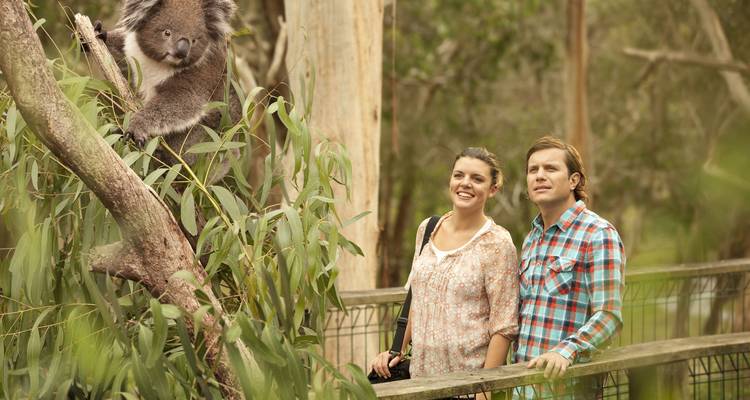Penguin Parade and Wildlife Tour 1 DAY - Wildlife Tours Australia 2