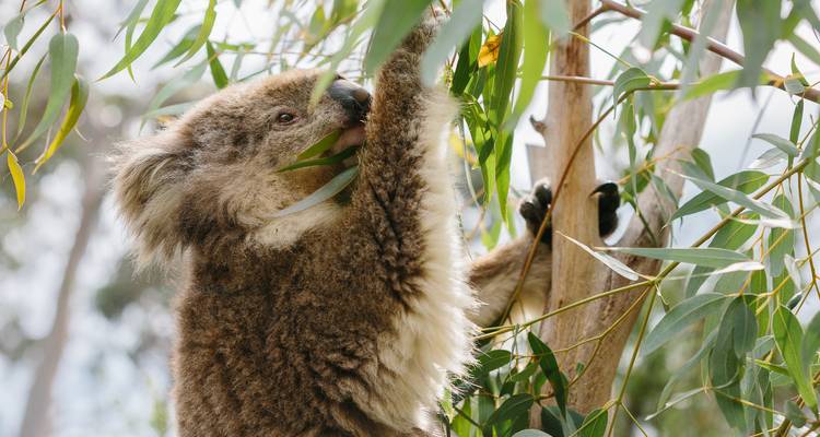 Penguin Parade and Wildlife Tour 1 DAY - Wildlife Tours Australia 6