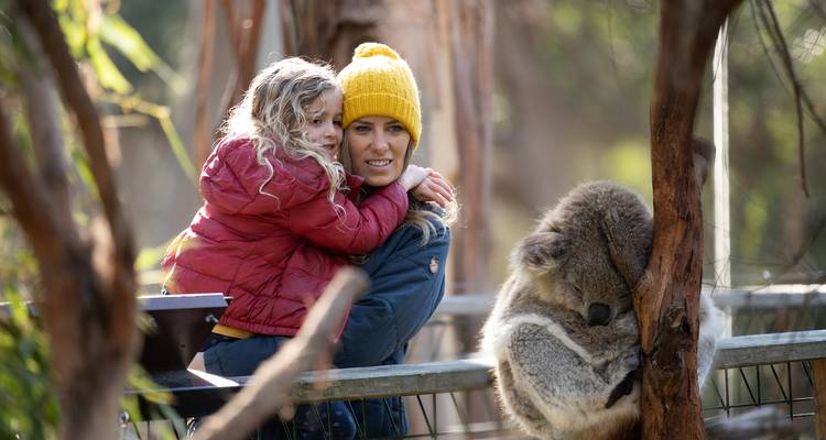 Penguin Parade and Wildlife Tour 1 DAY - Wildlife Tours Australia 9