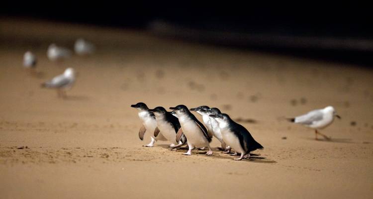 Penguin Parade and Wildlife Tour 1 DAY - Wildlife Tours Australia 8