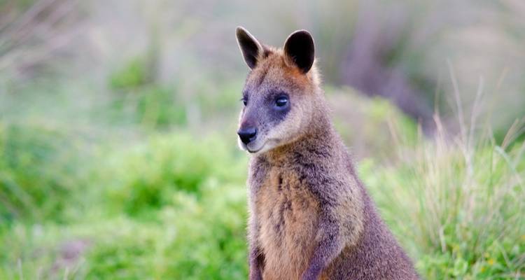 Parade des pingouins et visite de la faune 1 JOUR - Wildlife Tours Australia 10
