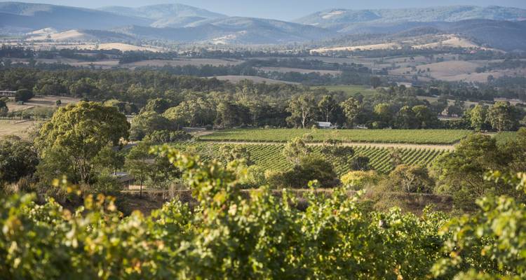 Yarra Valley Winery Tour 1 DAY - Wildlife Tours Australia 3