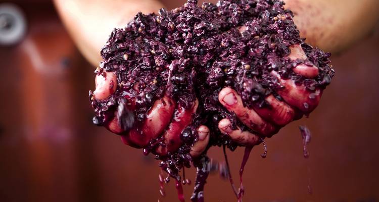 Yarra Valley Winery Tour 1 DAY - Wildlife Tours Australia 8