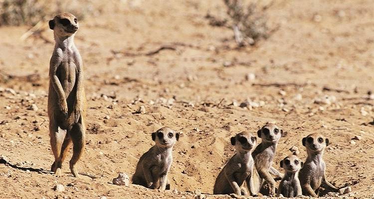 7 jours de Kruger à Victoria Falls - Camping - Acacia Adventure Holidays 3