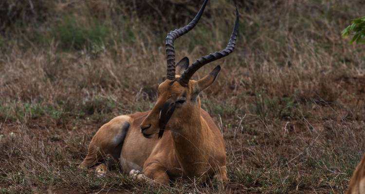 7 jours de Kruger à Victoria Falls - Camping - Acacia Adventure Holidays 10