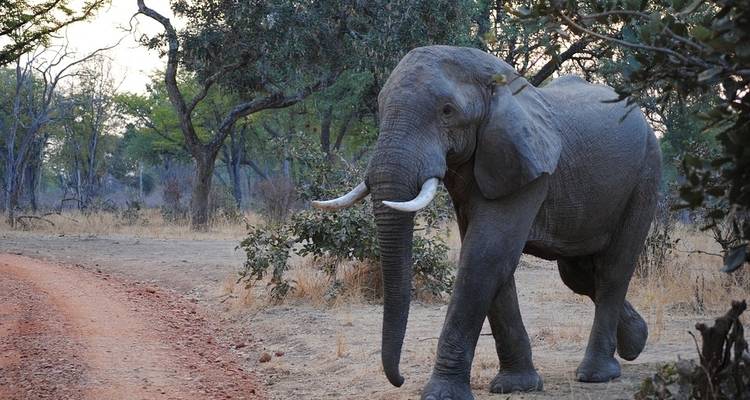 11-day Zanzibar to Serengeti (Camping) - Acacia Adventure Holidays 8