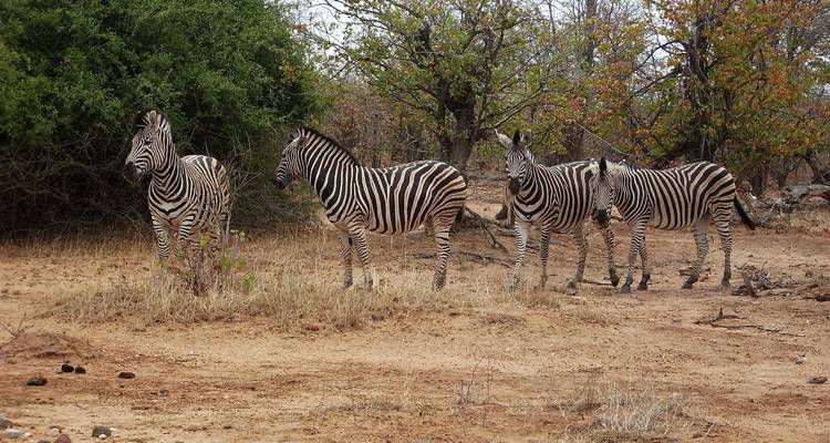 Zanzibar, chutes Victoria et Kruger - camping - 22 jours - Acacia Adventure Holidays 9