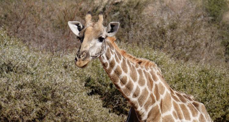 Cap aux chutes Victoria et au Kruger - camping - 25 jours - Acacia Adventure Holidays 4
